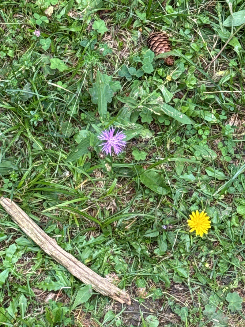 L'immagine mostra il fiore viola di un fiordaliso toscano che cresce in mezzo all'erba verde e alle erbe del prato. Un fiore di tarassaco giallo è visibile n...