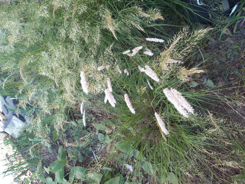 Si vede la coda di topo maggiore con le sue caratteristiche infiorescenze cilindriche in un'area verde. Lo scatto mostra la pianta dall'alto nel suo ambiente...