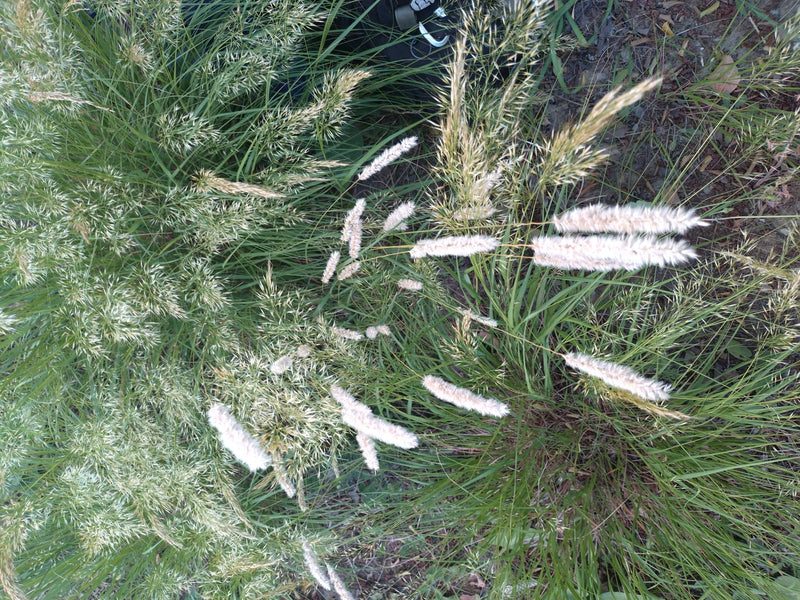 L'immagine mostra la coda di topo comune con le sue caratteristiche infiorescenze cilindriche in un prato.