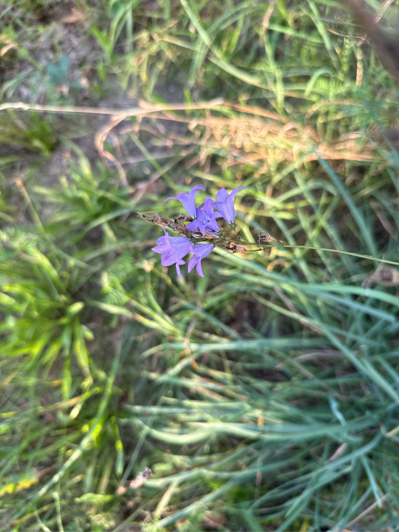 Campanula diffusa — foto 3 di 3