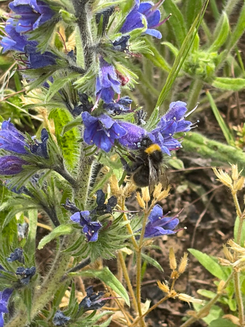 Un calabrone dei prati è posato su un fiore viola ed è chiaramente visibile. È in cerca di nettare.