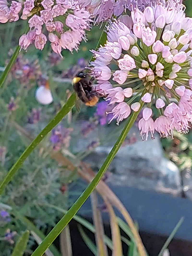 Un bombo dai toraci rossi è seduto su un fiore rosa a raccogliere cibo. Lo scatto mostra l'insetto di lato nel suo ambiente naturale.