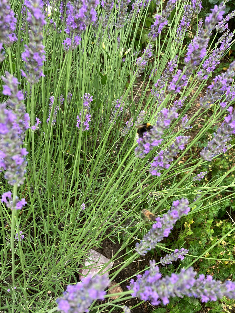 Un bombo delle praterie è posato sulle infiorescenze viola di una pianta di lavanda.