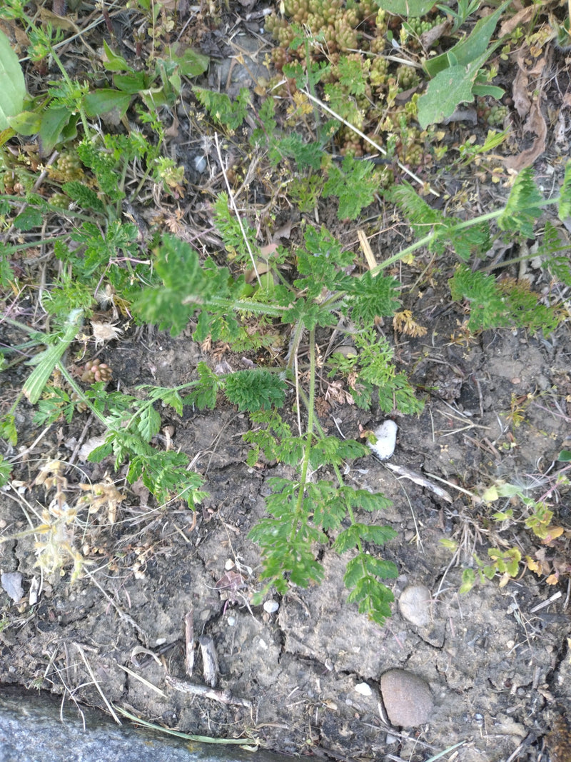 Cerfoglio dei prati — Bild 1