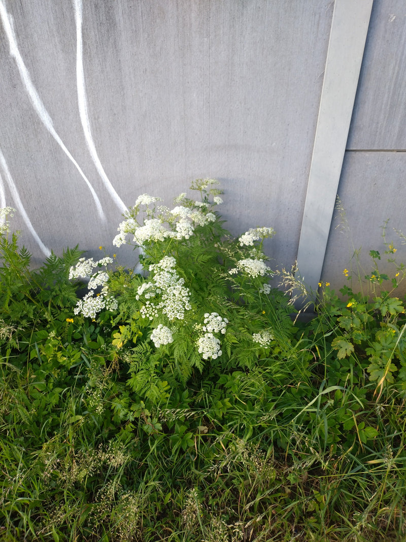Si vede una pianta di cerfoglio selvatico in fiore, con foglie delicate e fiori bianchi a ombrella. Cresce nell'erba davanti a un muro di cemento grigio.