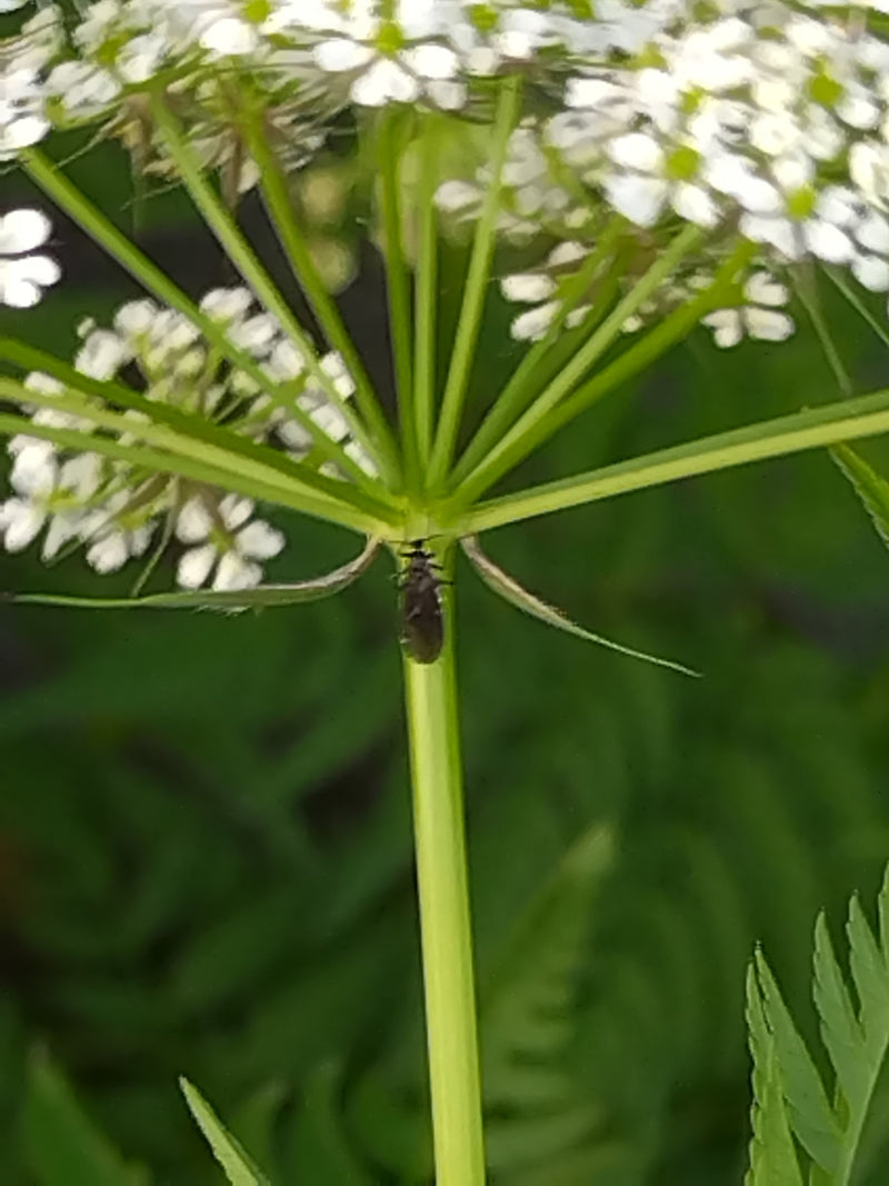 L'immagine mostra un cerfoglio selvatico in fiore con tipiche infiorescenze ad ombrella bianca. La pianta si trova in un ambiente verde.