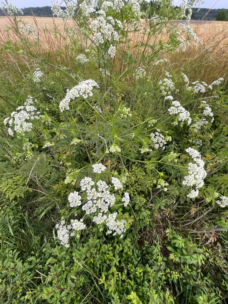 È visibile una pianta di cerfoglio selvatico in fioritura con le tipiche infiorescenze ad ombrella bianca e foglie pennate. Cresce in un ambiente simile a un...