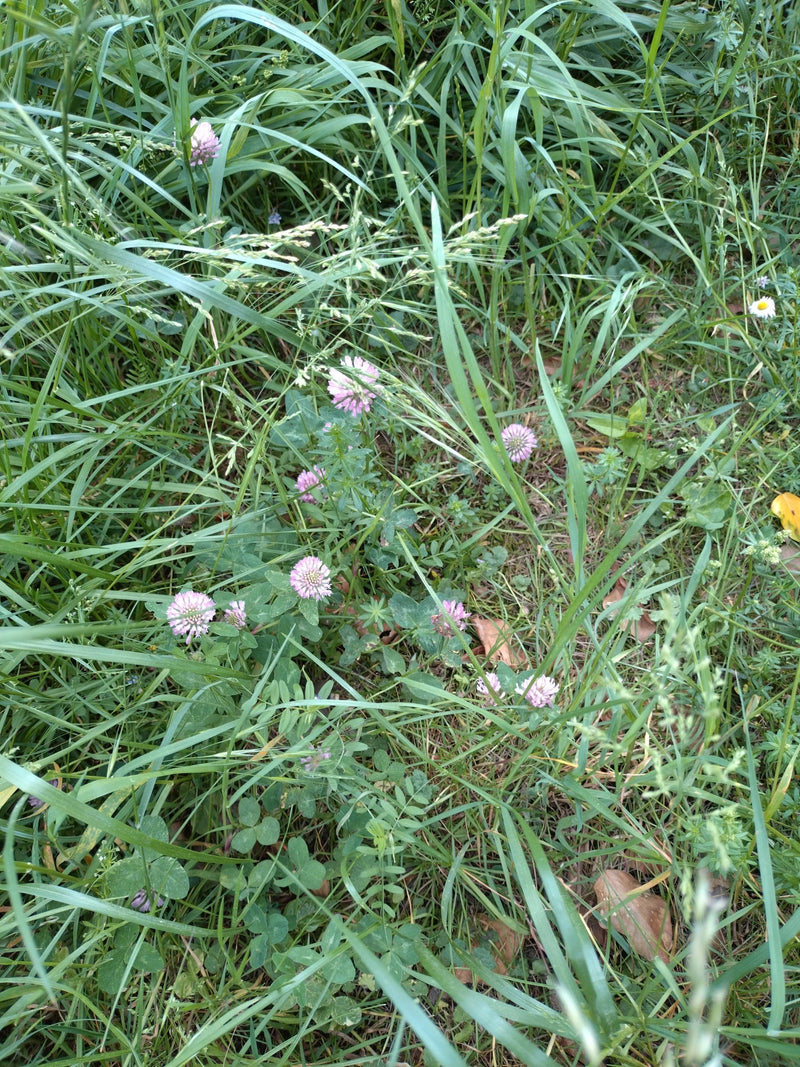 Trifoglio di prato — Bild 1