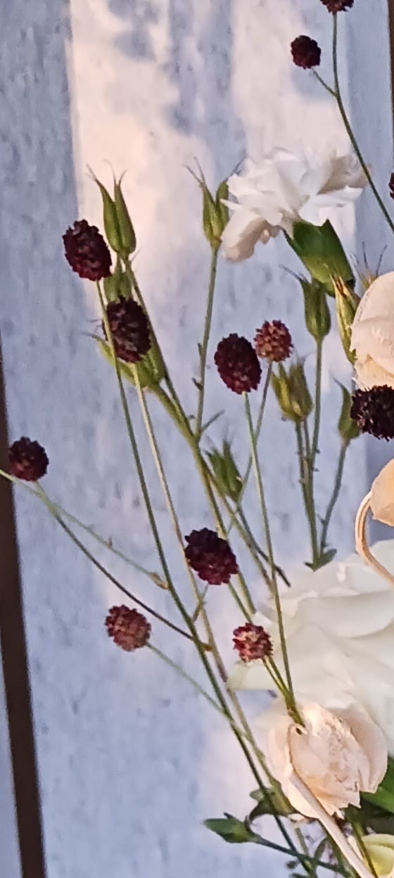 Sono visibili le caratteristiche infiorescenze sferiche e rosso scuro della pimpinella su steli sottili. L'immagine mostra la pianta in un bouquet su sfondo ...