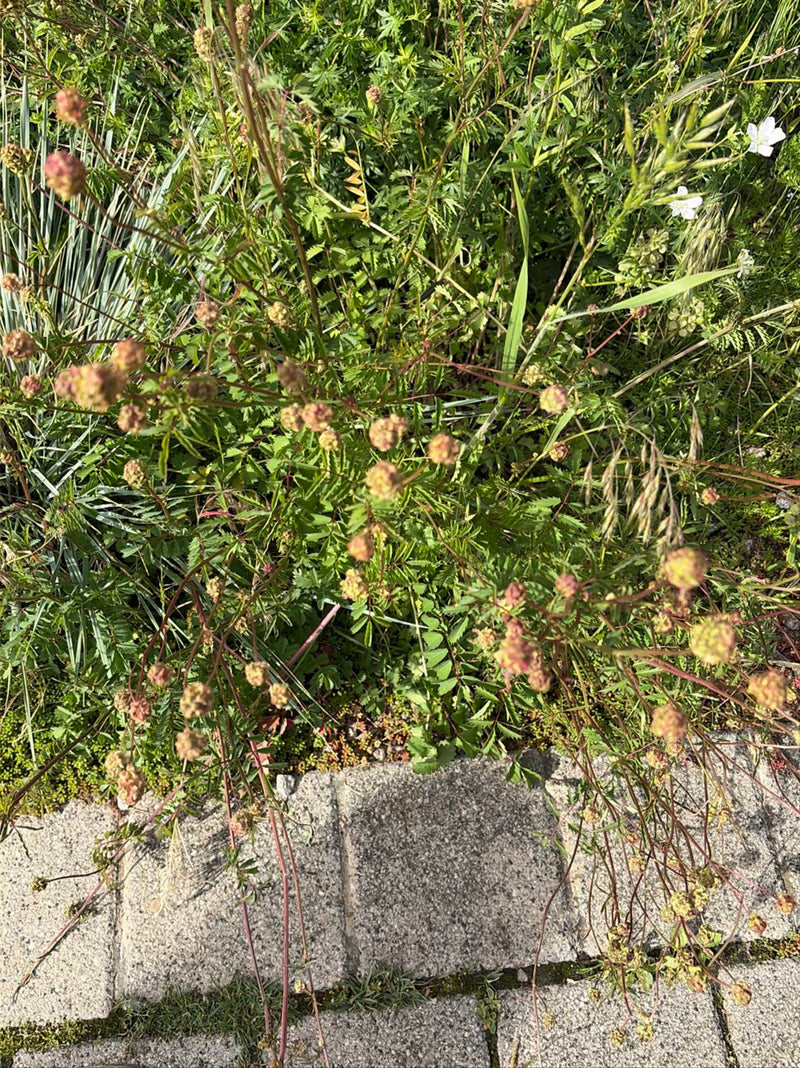 L'immagine mostra una pimpinella in fiore con le sue caratteristiche infiorescenze sferiche rossastre-verdi. La pianta cresce in una ricca vegetazione di pra...
