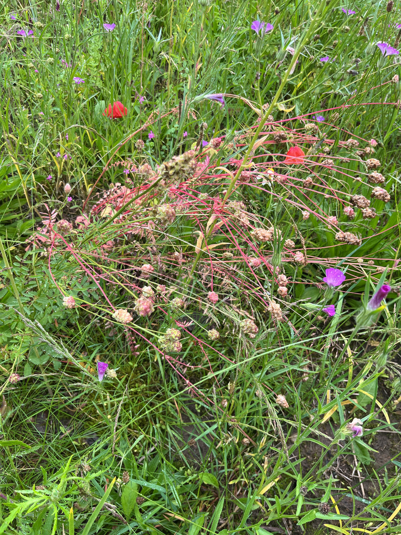Si vede una pimpinella con i suoi caratteristici steli rossastri e infiorescenze in mezzo a un prato fiorito. Lo scatto mostra la pianta dall'alto nel suo am...
