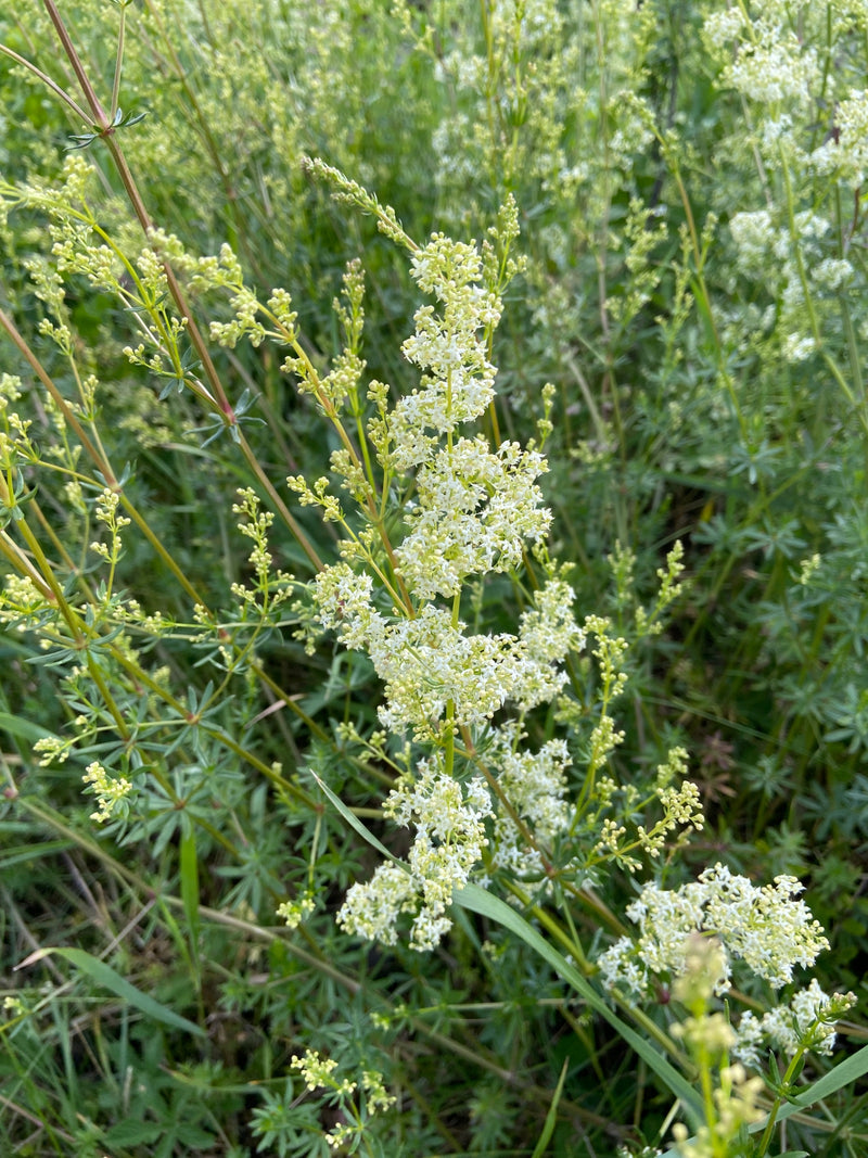 Paglia del prato — Bild 2
