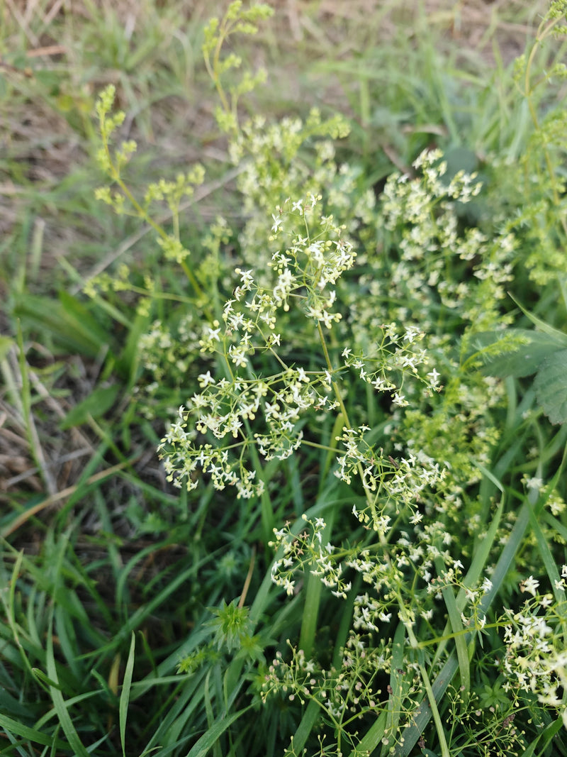 Paglia del prato — foto 5 di 14