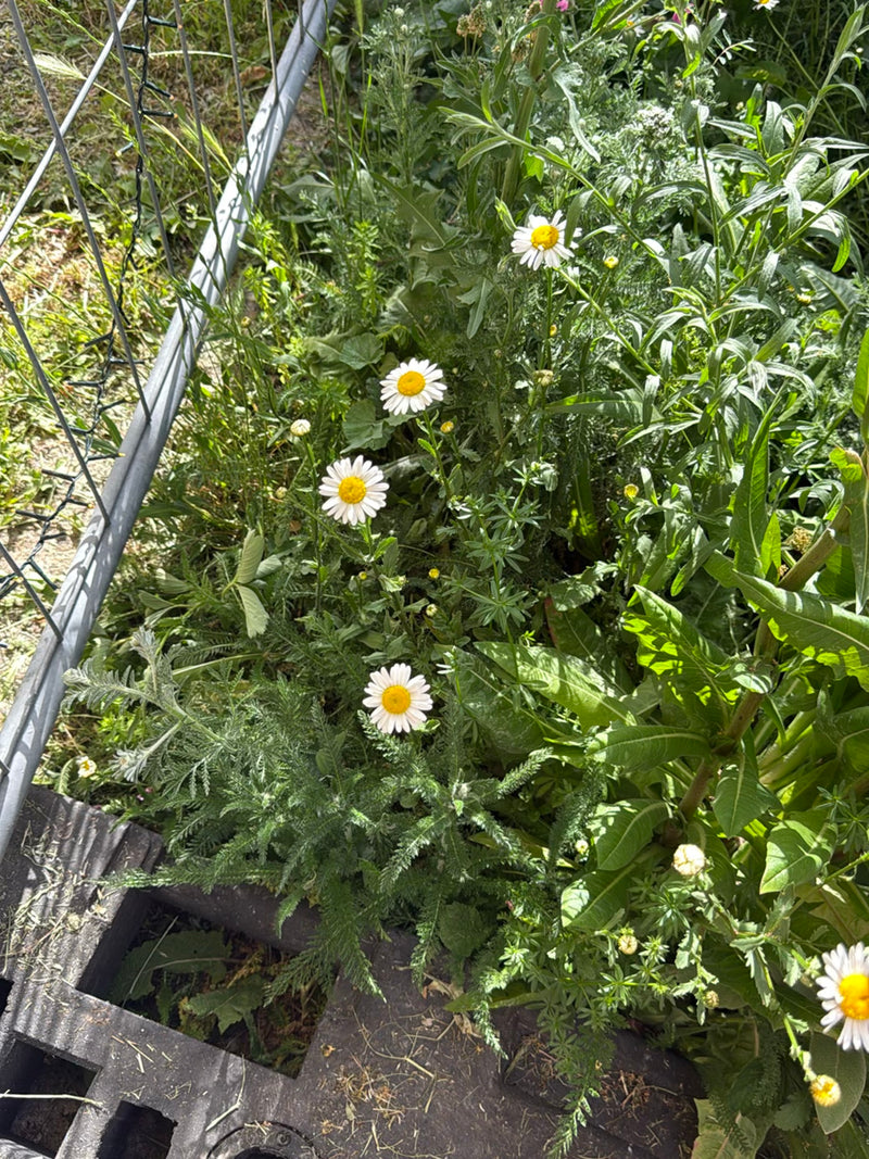 Diversi fiori di margherita bianchi con centro giallo crescono in un prato vicino a una recinzione. Le piante fioriscono nel verde rigoglioso.