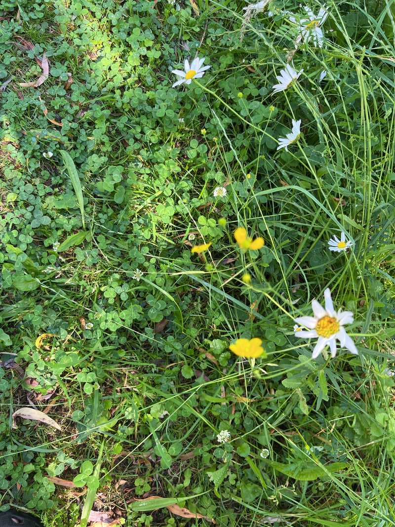 Diverse margherite con petali bianchi e centro giallo fioriscono in un prato. Crescono circondate da erba verde e trifoglio.
