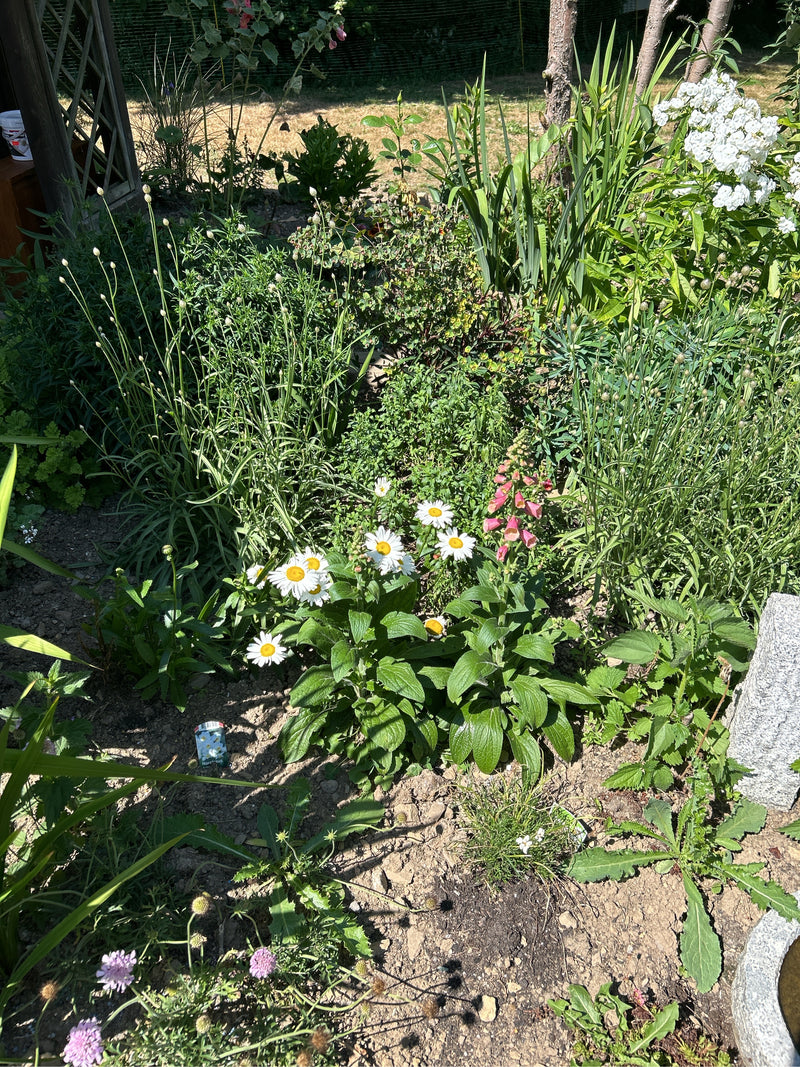 L'immagine mostra diverse margherite bianche con centro giallo in un'aiuola da giardino soleggiata. Crescono circondate da altra vegetazione verde e terra.