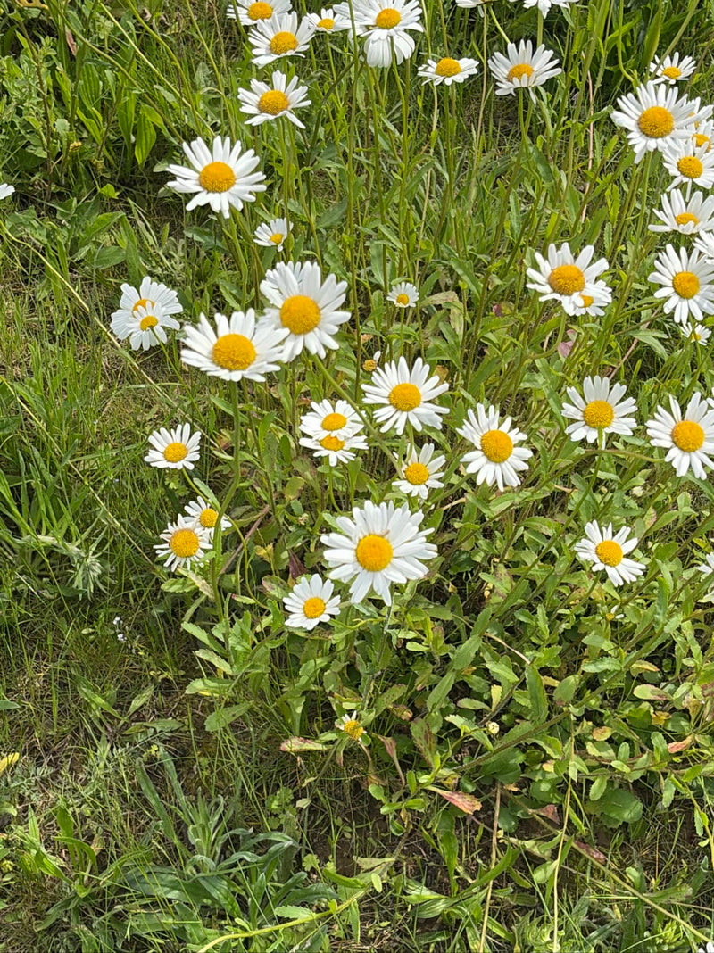 Numerose margherite con petali bianchi e centro giallo fioriscono in un prato verde. Le piante crescono vicine tra l'erba.
