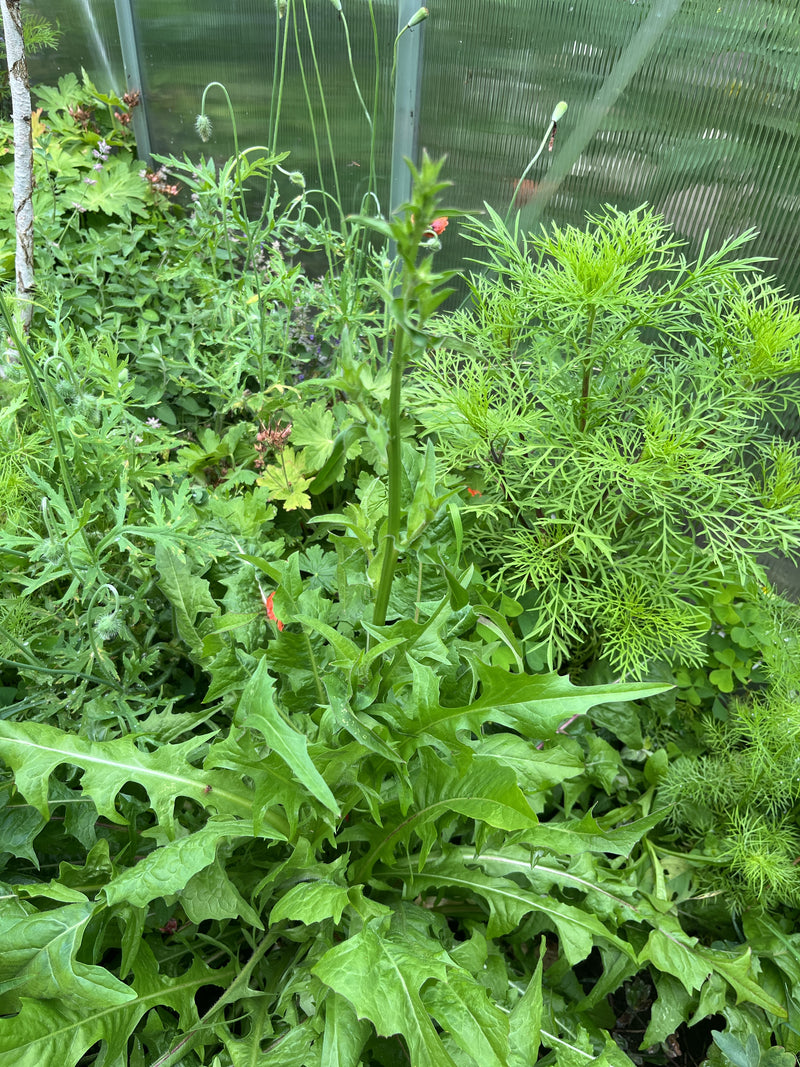 Si vede una pianta verde di radicchiella bienne con foglie dentate e stelo eretto in una serra.