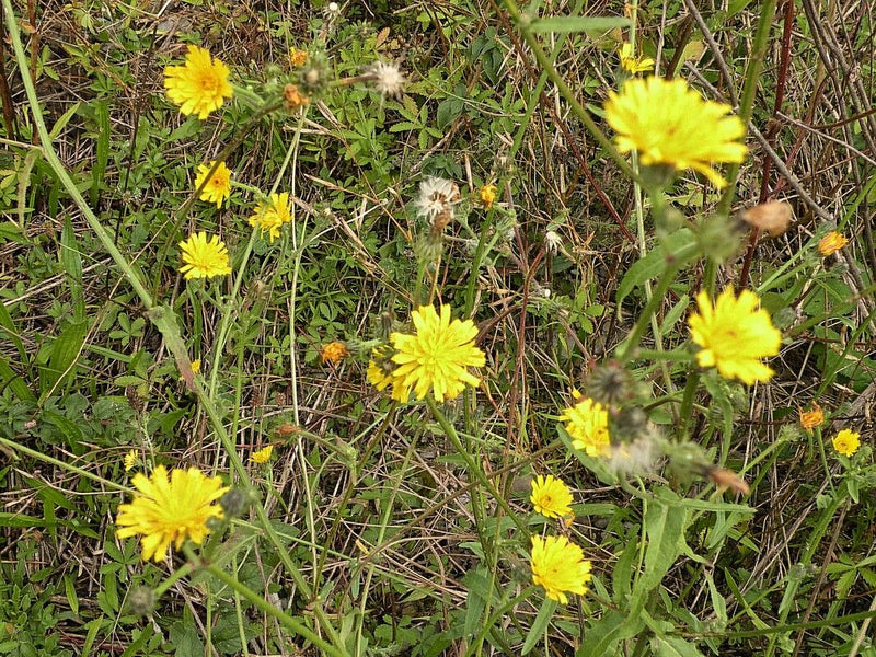 L'immagine mostra diversi capolini giallo vivo di radicchiella bienne che crescono tra erba e altra vegetazione in un prato.