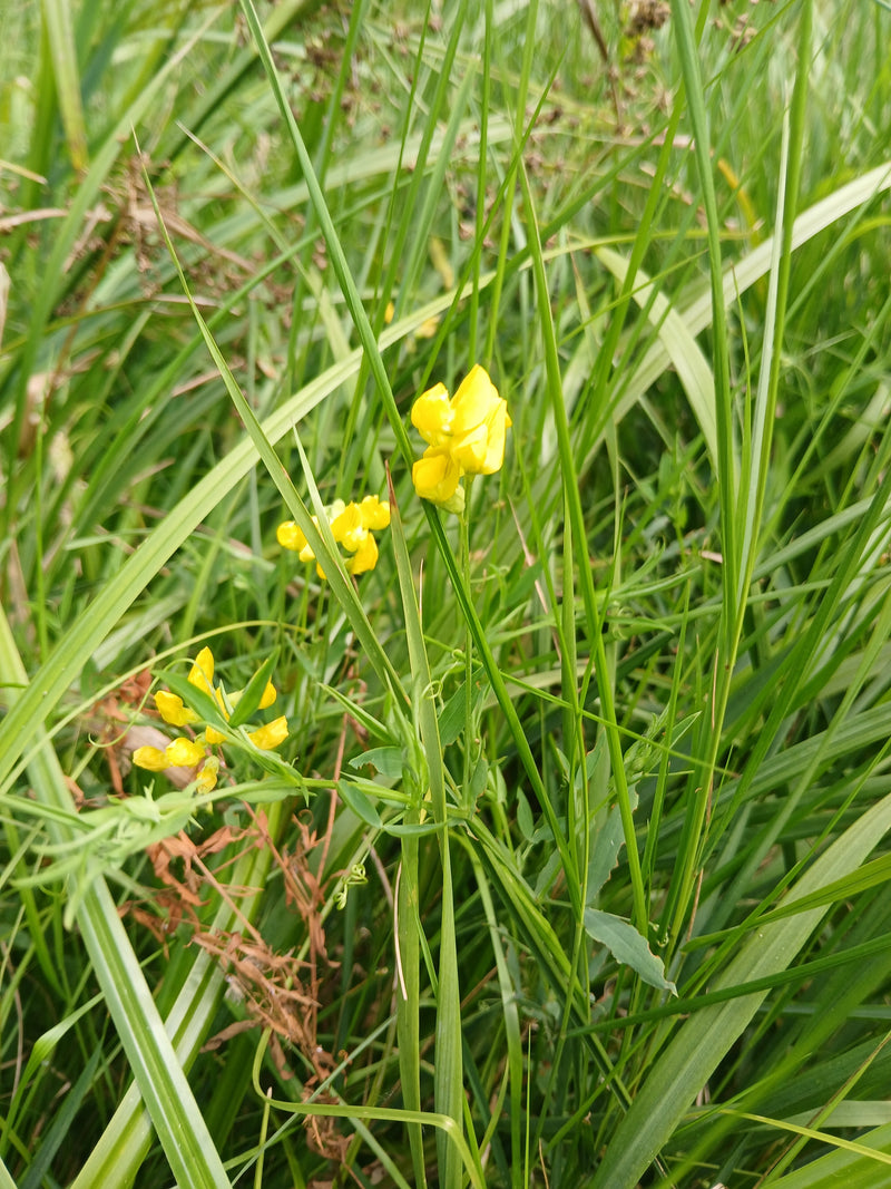L'immagine mostra i caratteristici fiori gialli e le foglie verdi di un pratense che cresce tra l'erba alta. La pianta si presenta nel suo ambiente naturale.