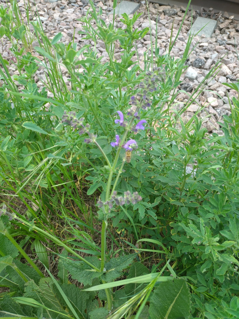 Salvia dei prati — Bild 4