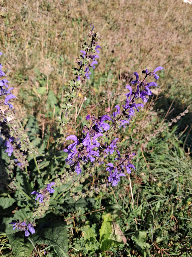 Una salvia dei prati in fiore con infiorescenze blu-viola cresce in mezzo a un prato soleggiato.