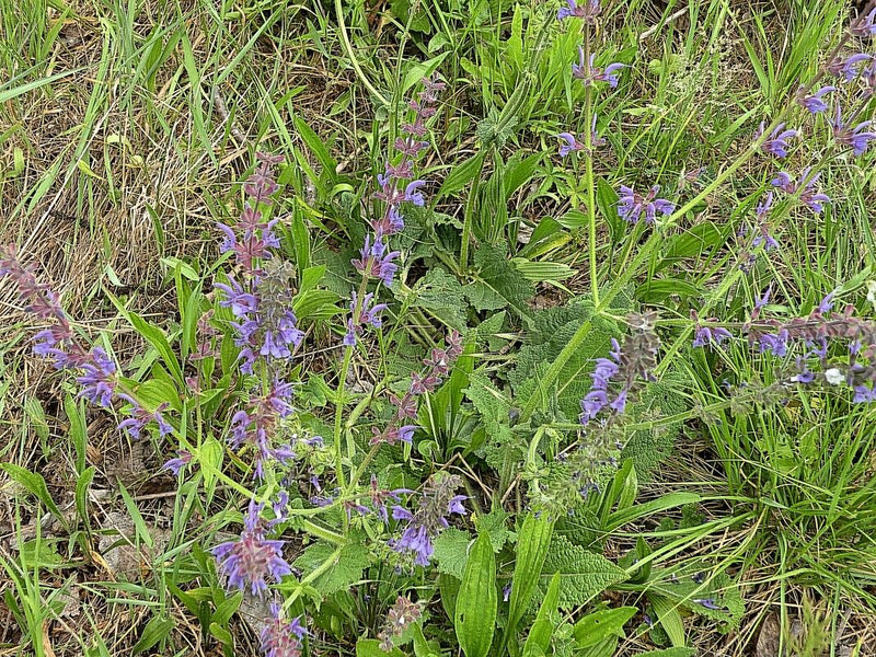 Si vede la salvia pratense con le sue tipiche infiorescenze blu-viola in un prato.