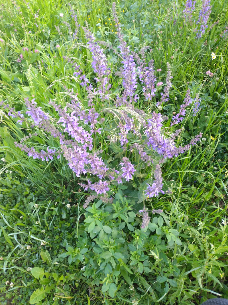 Si vede della salvia pratense in fiore con fiori viola in un prato verde. La foto mostra la pianta dall'alto nel suo ambiente naturale.