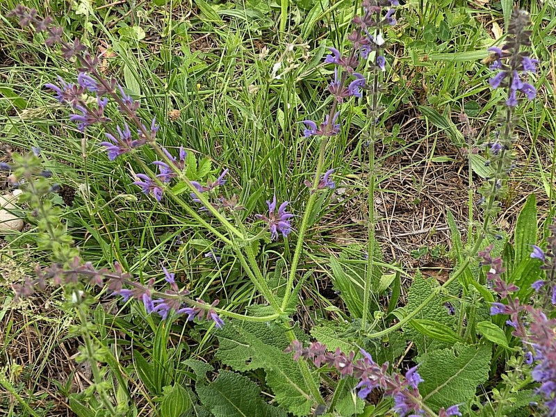 La salvia pratica è visibile con i suoi tipici fiori da bluish a viola in un prato. La pianta si trova in mezzo all'erba e ad altre erbe del prato.