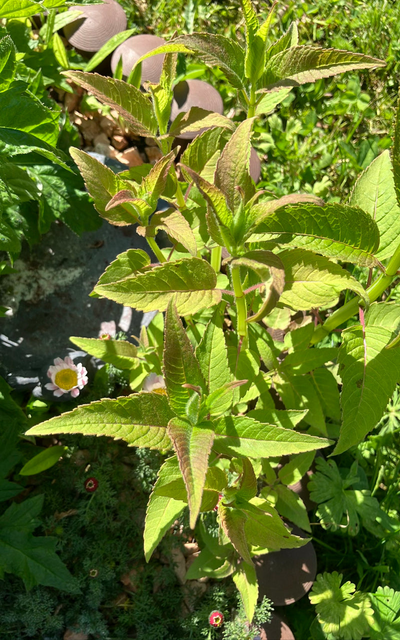 Salvia dei prati — Bild 1