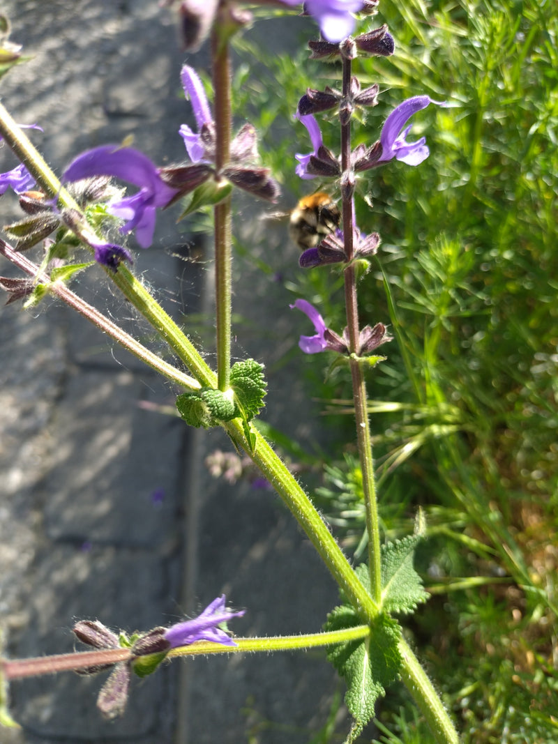 Salvia dei prati — Bild 2