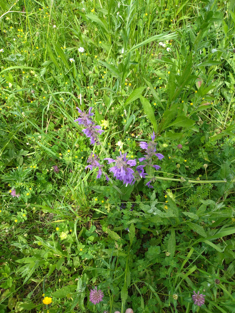 La salvia pratica fiorisce nel prato con i suoi tipici fiori viola. Cresce in mezzo all'erba verde e ad altre erbe di prato.