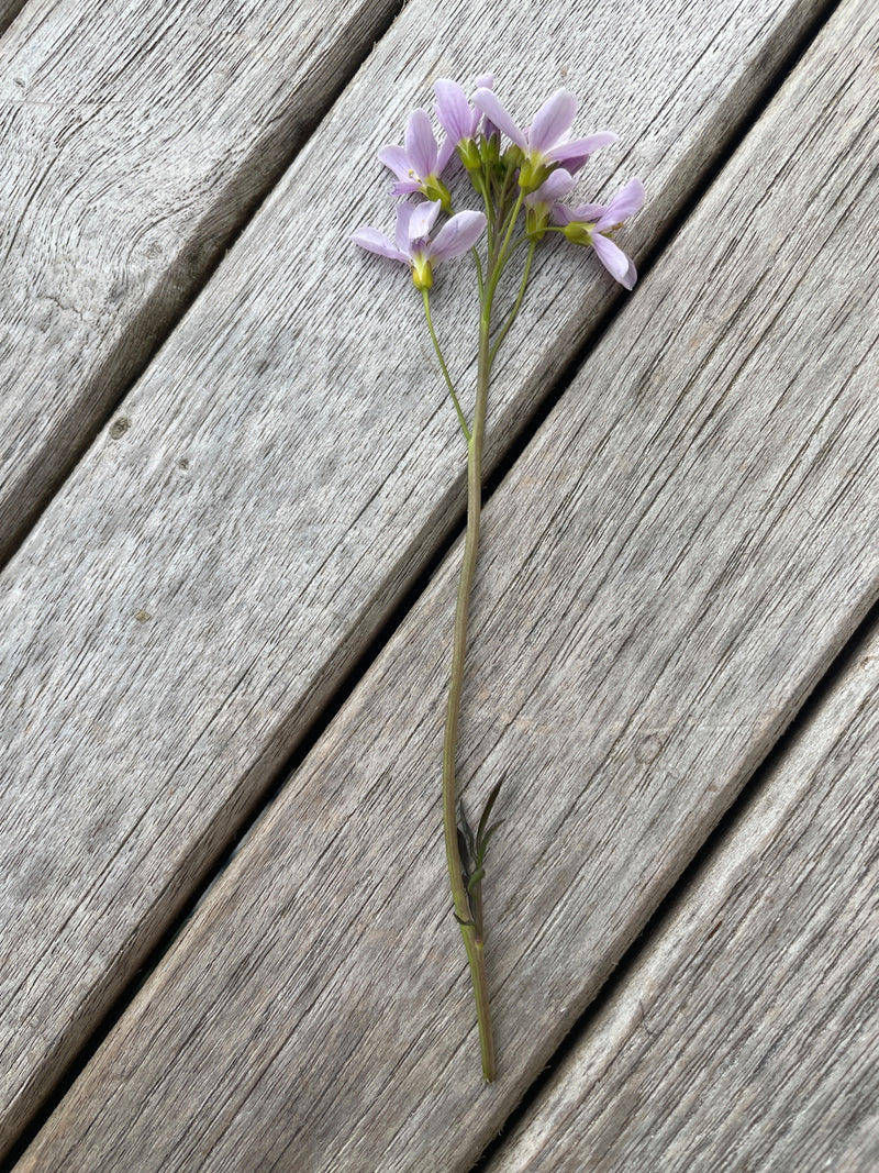 L'immagine mostra un singolo stelo di cardamine pratense con delicati fiori rosa. La pianta è poggiata su una superficie di legno.