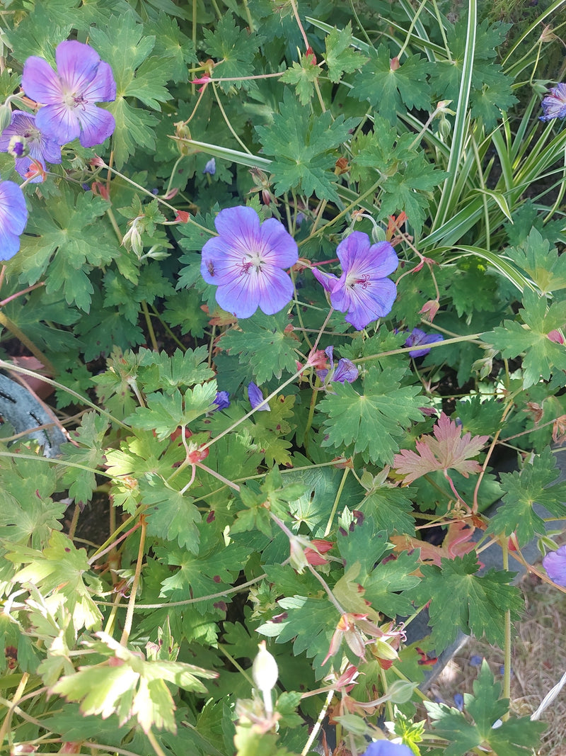 Cranesbill dei prati — Bild 1