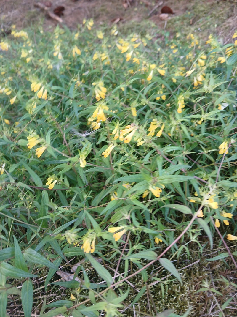 Grano di quaglia di prato — Bild 1