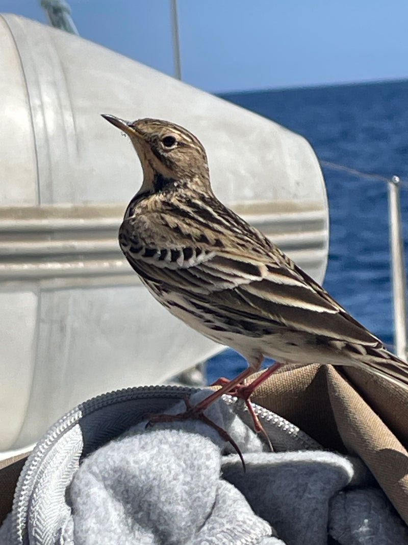Una pispola posata in primo piano di profilo su tessuto ed equipaggiamento a bordo di una barca, con il mare sullo sfondo.