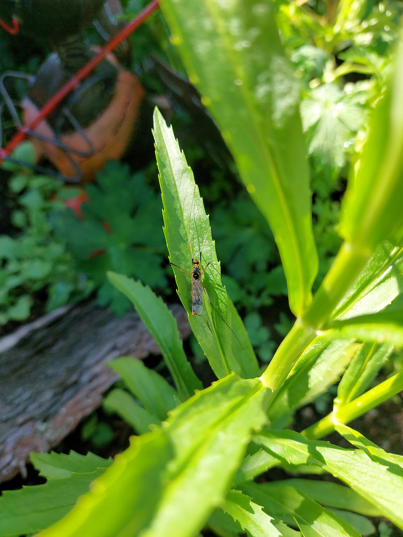 Una tipula delle paludi è chiaramente visibile mentre riposa sulla parte superiore di una foglia di pianta verde. L'insetto è visto dall'alto.