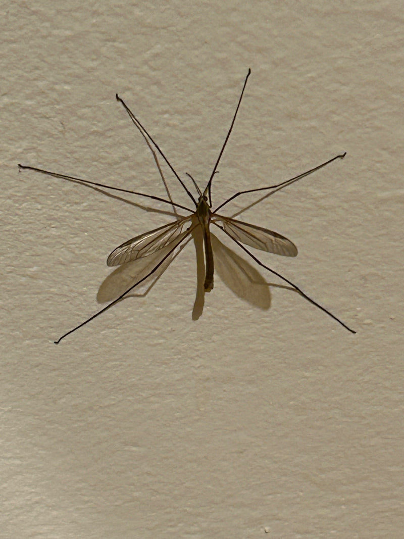 Una tipula delle paludi è posata con zampe e ali spiegate su una parete chiara. L'insetto è chiaramente visibile.