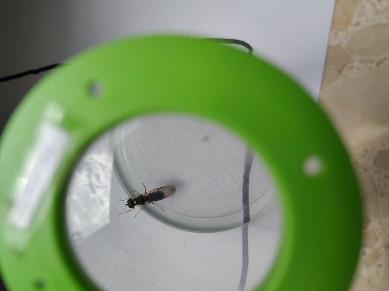 Wiesenschwebfliege — foto 1 di 1