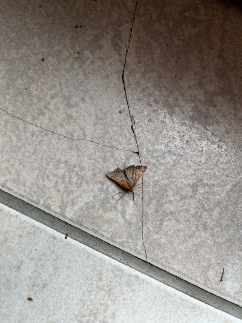 Trivellatore dei prati — foto 5 di 10