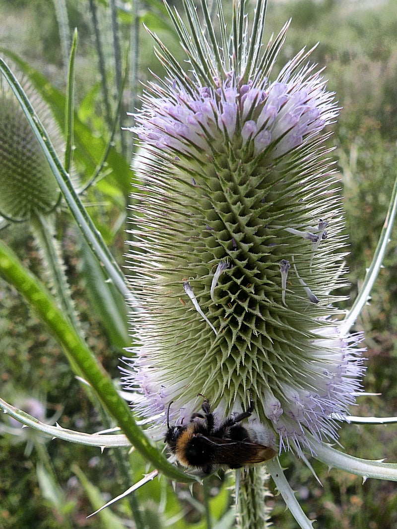 Cardo selvatico — foto 3 di 7