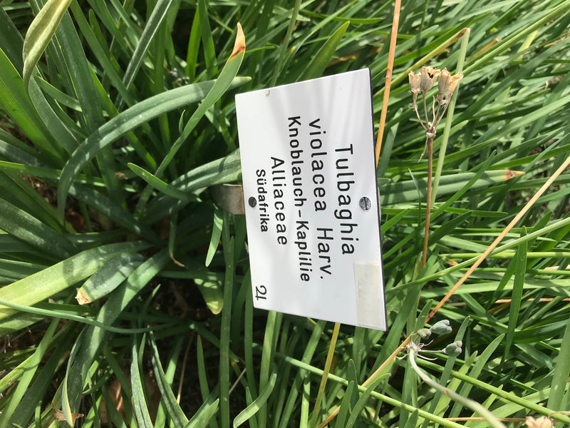 Wilde Knoblauch — foto 2 di 6