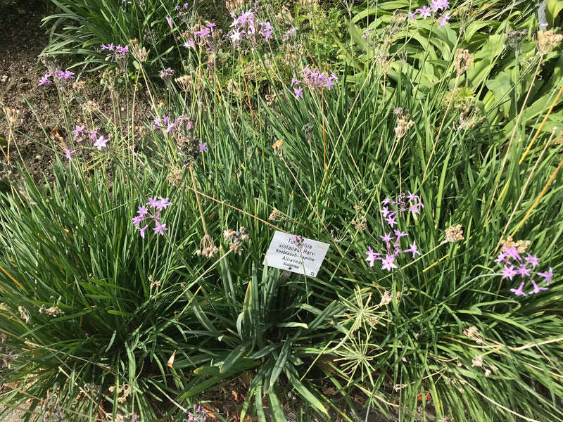 Wilde Knoblauch — foto 1 di 6