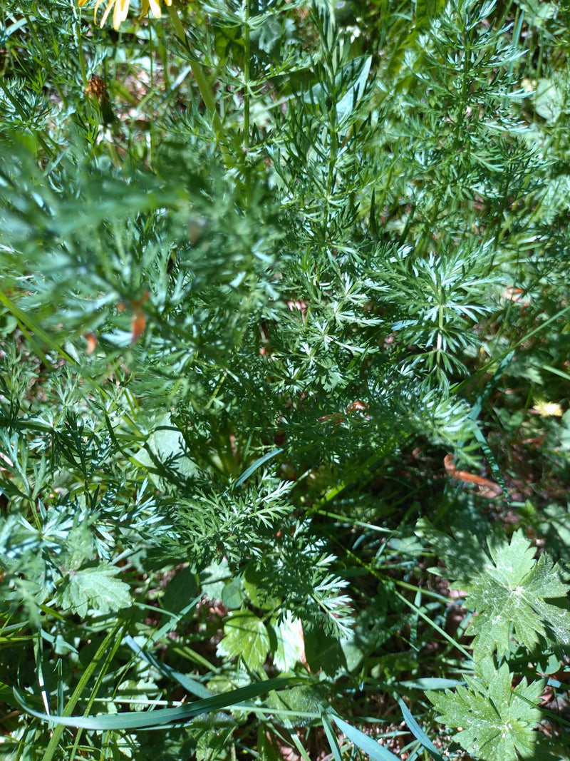 Carota selvatica — Bild 2