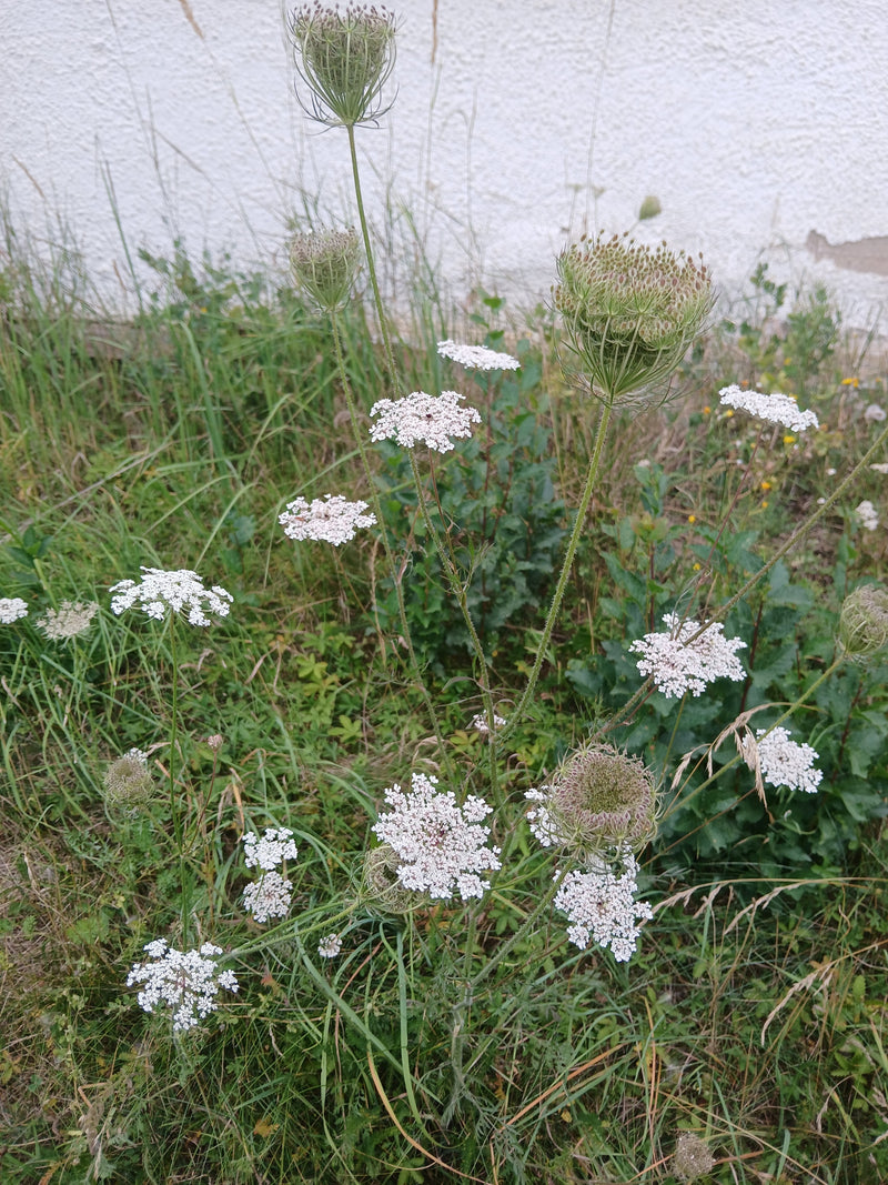 Si vede un caraco selvatico con le sue caratteristiche infiorescenze ad ombrella bianca e capolini di semi appassiti in un prato. La pianta cresce davanti a ...