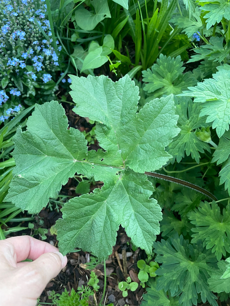 malva — Bild 4