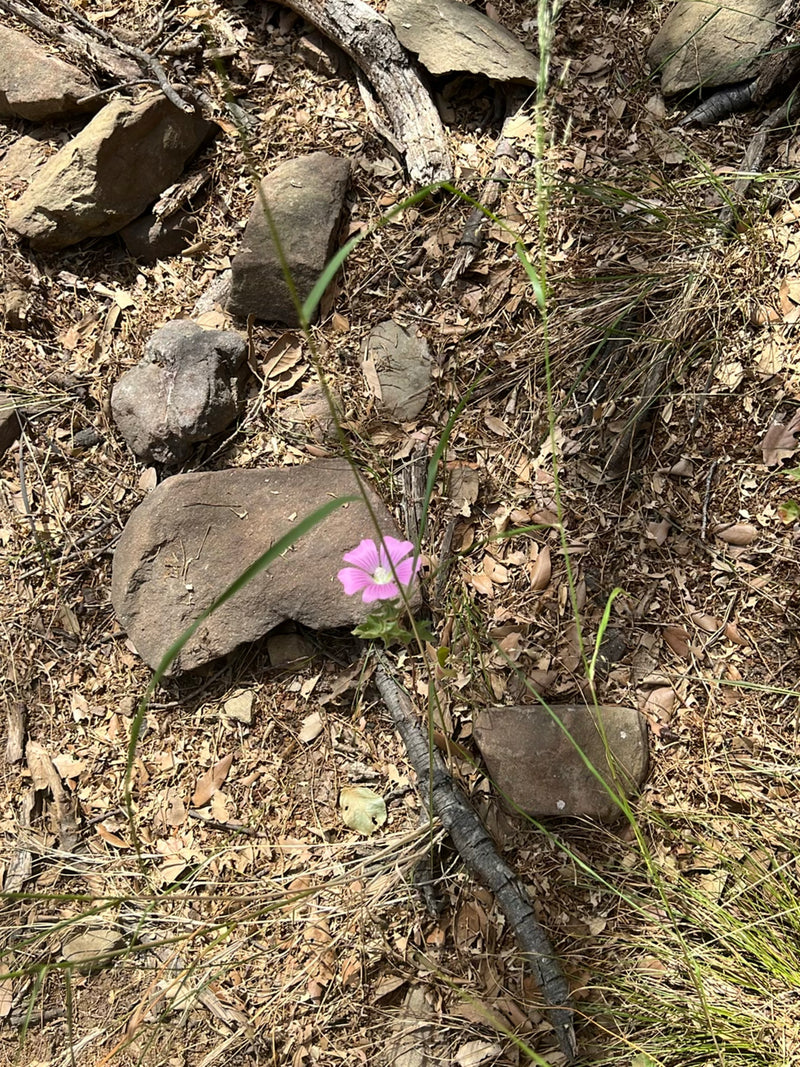 Un fiore di malva rosa cresce su un terreno sassoso con fogliame secco. La pianta è chiaramente riconoscibile.