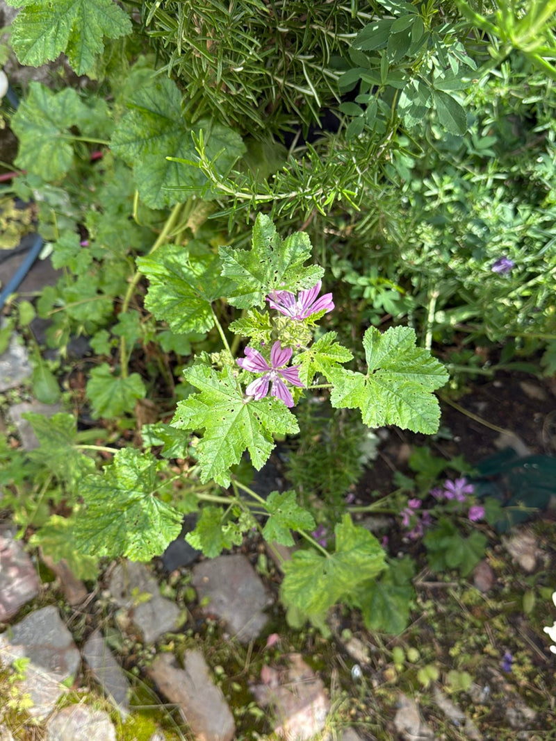 malva — Bild 2