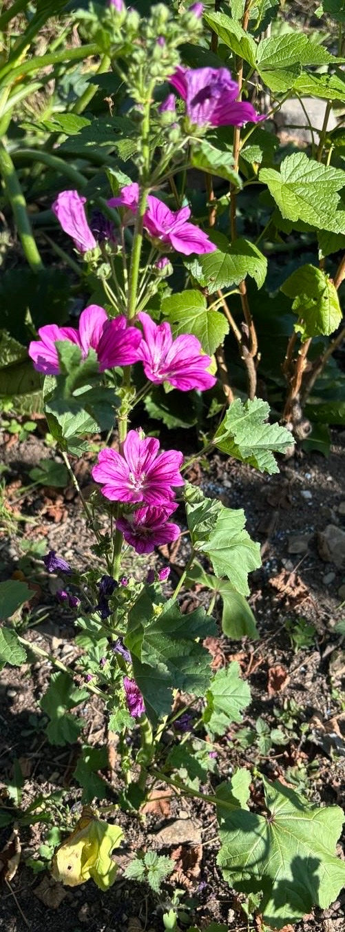 È visibile una malva selvatica a crescita eretta con caratteristici fiori viola-rosa e foglie lobate. La pianta si trova in un'aiuola da giardino su terreno ...
