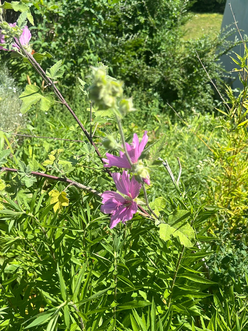 Si vede una malva selvatica in fiore con fiori rosa e foglie tipiche davanti a una vegetazione verde.